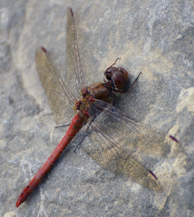 Sympetrum striolatum: storia damore e di 